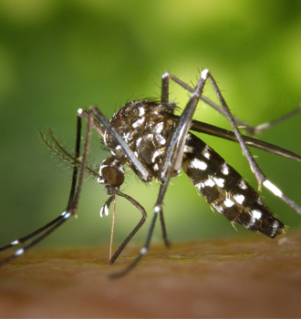 È iniziata la campagna anti-zanzara tigre per un’estate senza pizzicorii e fastidi
