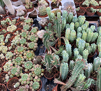 Prorogato di un anno il servizio del Centro di floricoltura del DSM di Pesaro